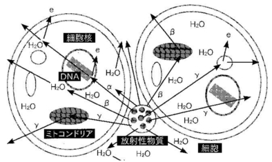 06　図2　放射性微粒子による内部被曝の模式図